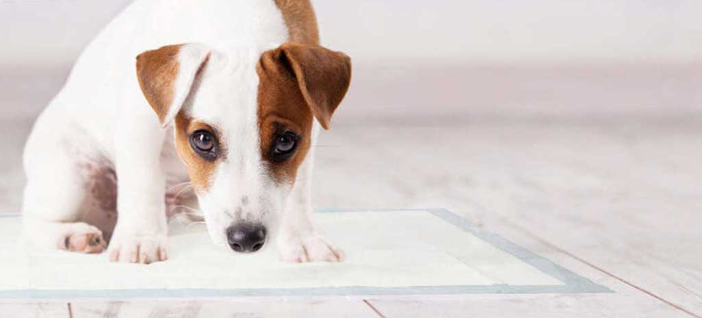 The Odour Control Mat Pet Odour Removal Cat and Dog Urine Pee Smell Remover Kitty Litter Puppy Training Pad Fresh