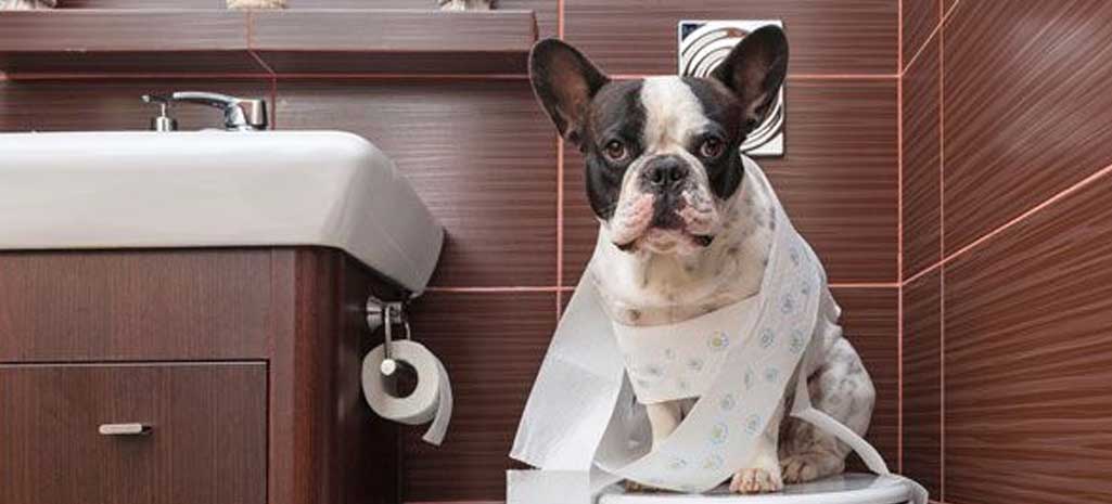 The Odour Control Mat Pet Odour Removal Cat and Dog Urine Pee Smell Remover Kitty Litter Puppy Training Pad Fresh